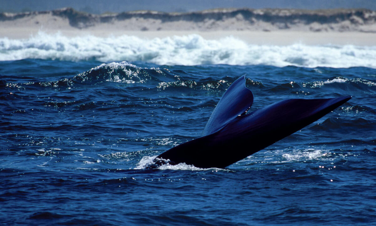 whale tail as the animal submerges