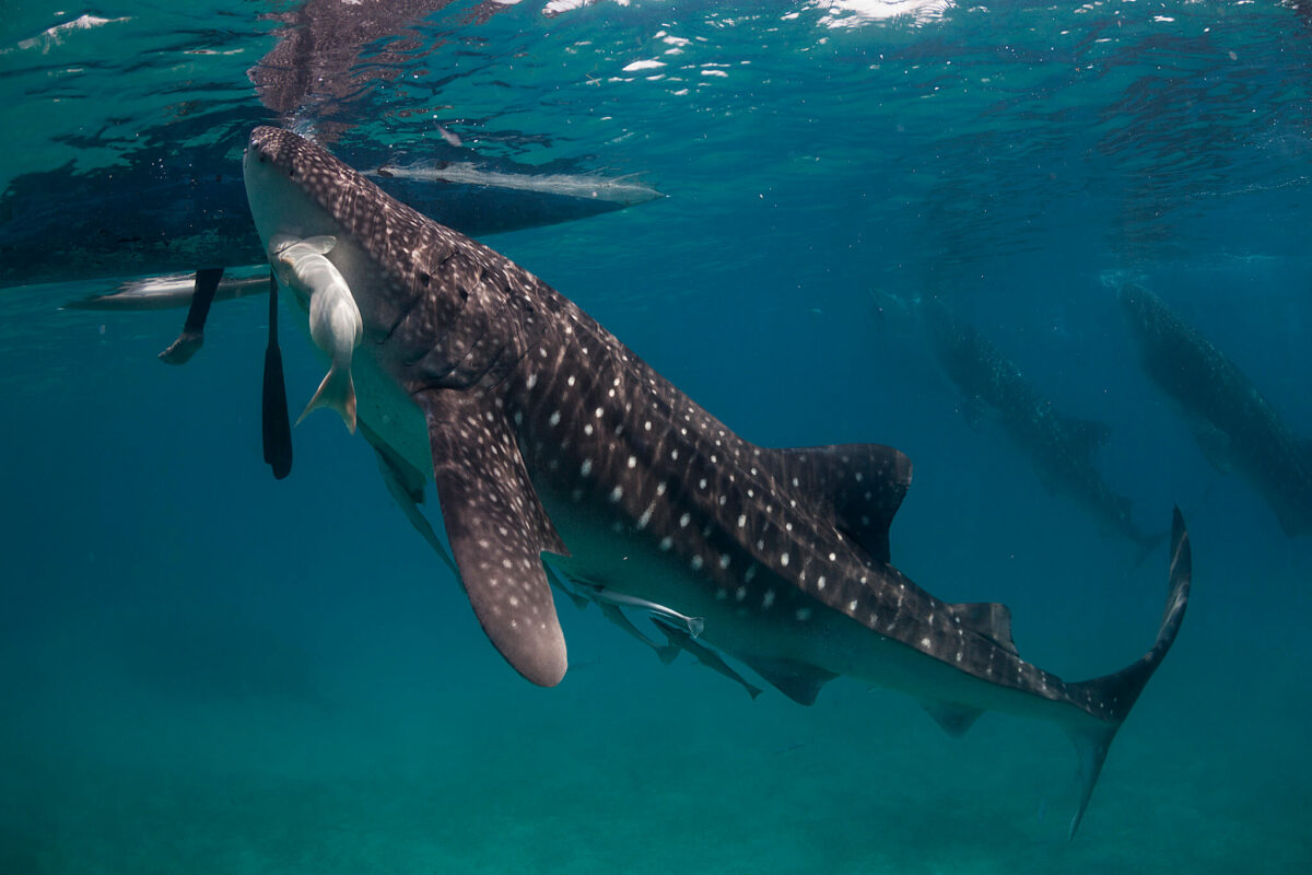 large whale shark near the surface