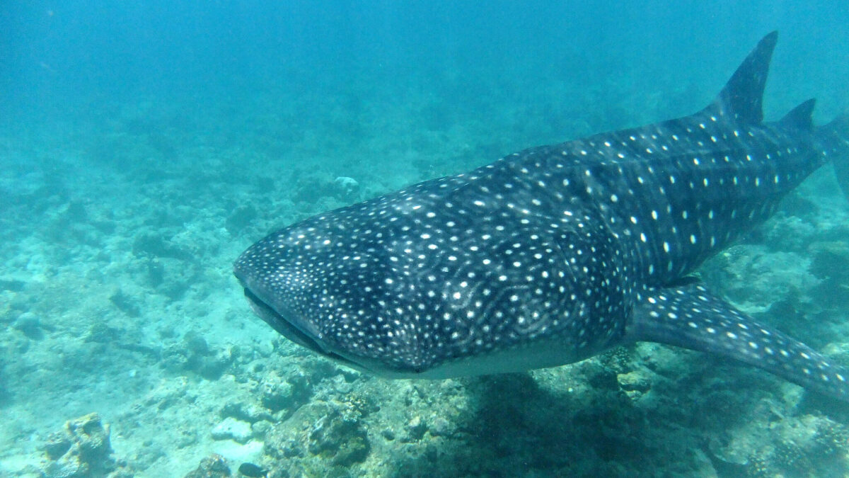 whale shark at the bottom of the ocean swimming