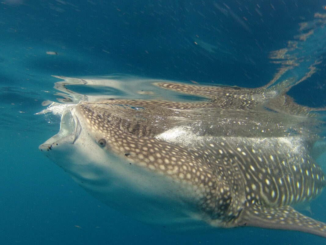 whale shark at the surface of the ocean with mouth open