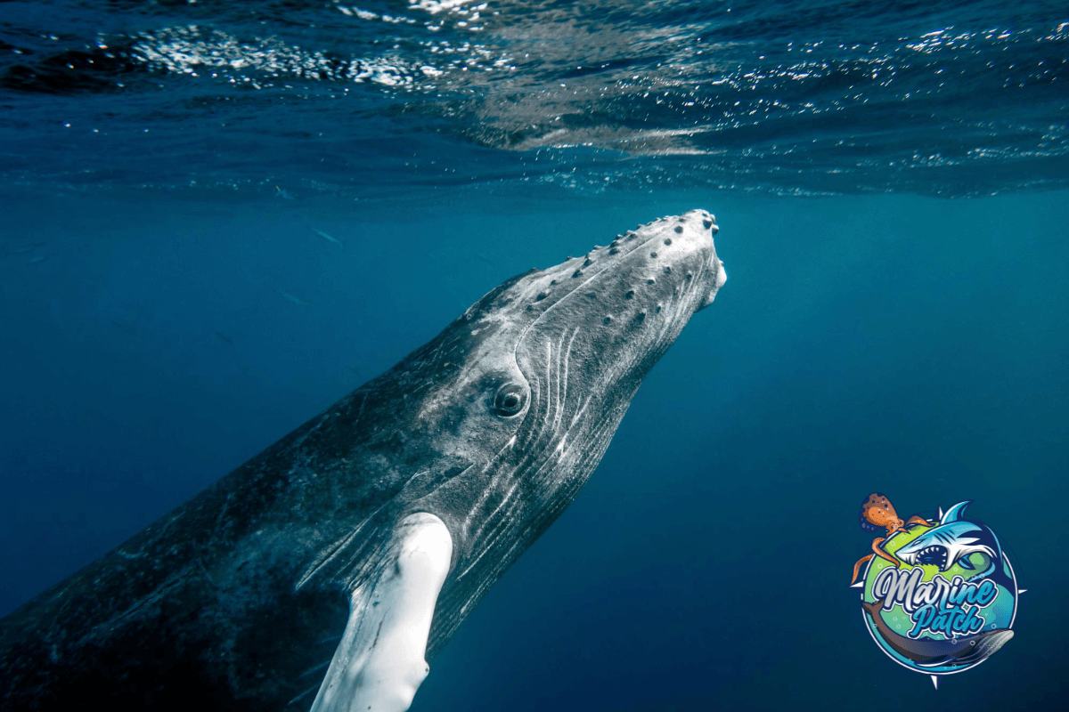 can whales smell