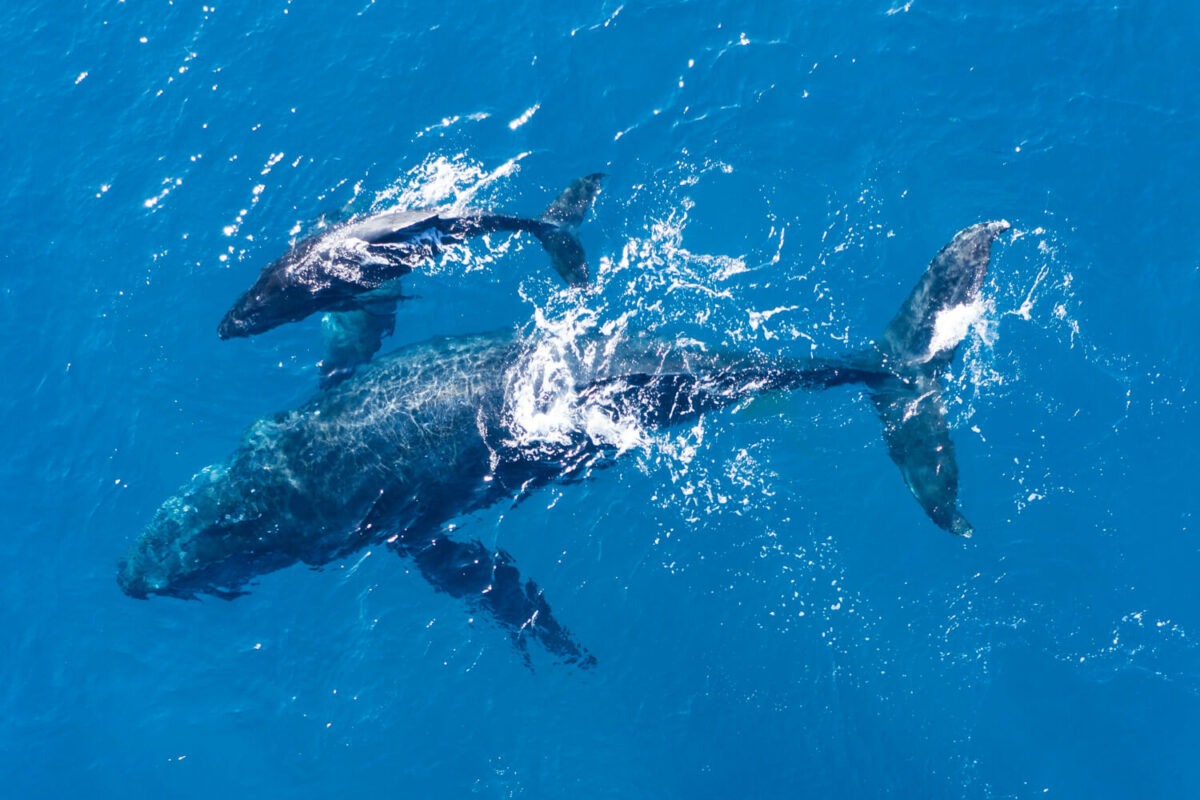 humpback whale and calf